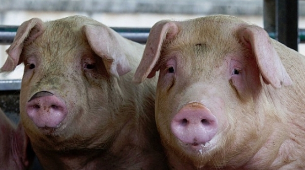 Колят свинете в Русенско заради африканската чума в Румъния
