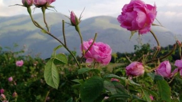 На път сме да изгубим българската роза