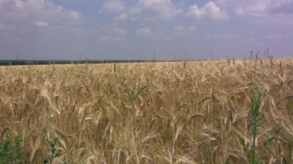 30% по-слаба реколта от жито заради есенната суша