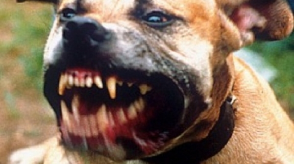 НПО пое грижите за кучето-убиец от Мокрище