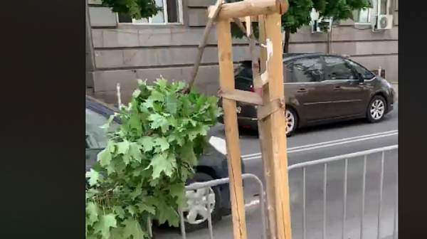 Неизвестни унищожиха дръвчетата на улица ”Раковска” в София