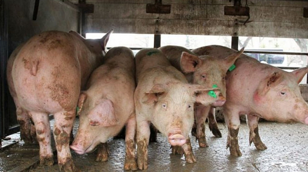 Проверяват за още две огнища на африканска чума по свинете, съобщи Танева