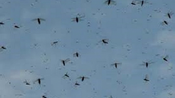 Отлагат за понеделник пръскането срещу комари край Дунав