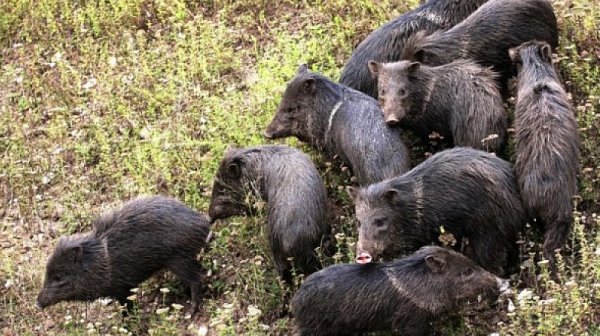 Откриха мъртва дива свиня край Аксаково, чака се пробата за чума