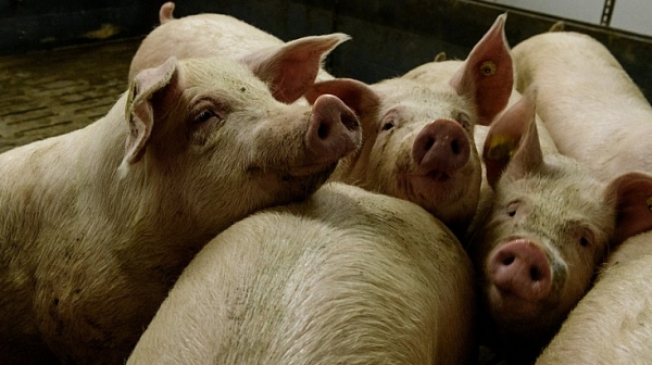 Обмислят се още мерки срещу африканската чума по свинете