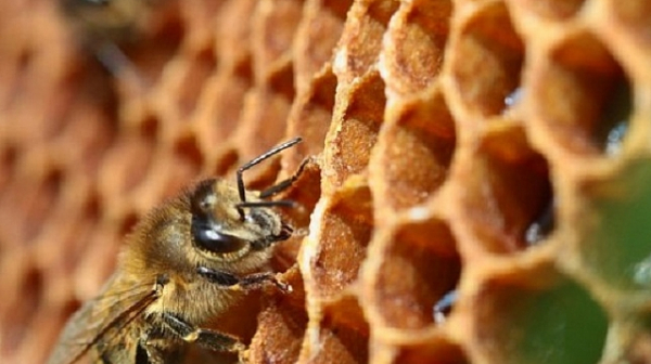 И пчеларите готвят национален протест