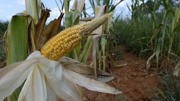 Европейската комисия разреши 5 вида ГМО
