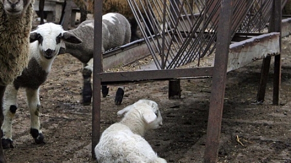 Взимат втора проба от стадото в Болярово