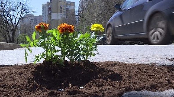 В столичния ”Младост” садят цветя в дупките по улиците