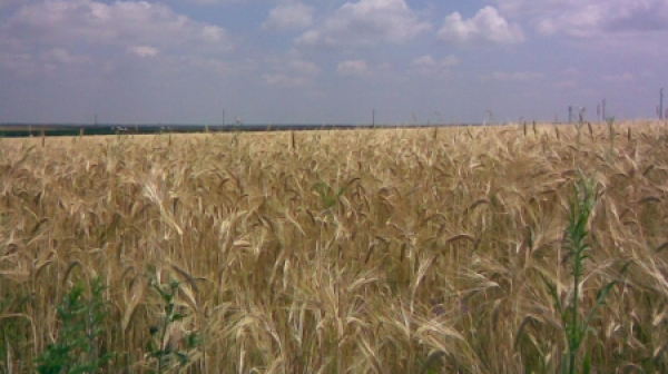 Експерт: Повишава се цената на житото