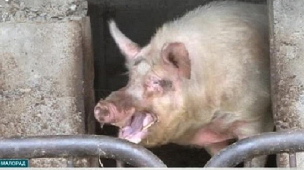 Африканската чума покоси свиня в бургаско