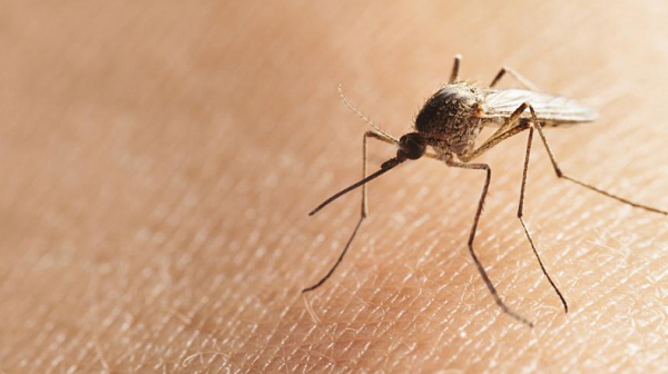 Нашествие от комари побърка хората в Плевенско, ”ние да не сме аборигени”, жалват се те
