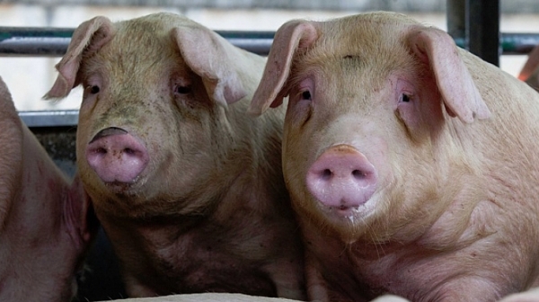БАБХ: Опасността от чума по свинете е сериозна