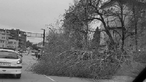 Паднало дърво запуши цял булевард в София