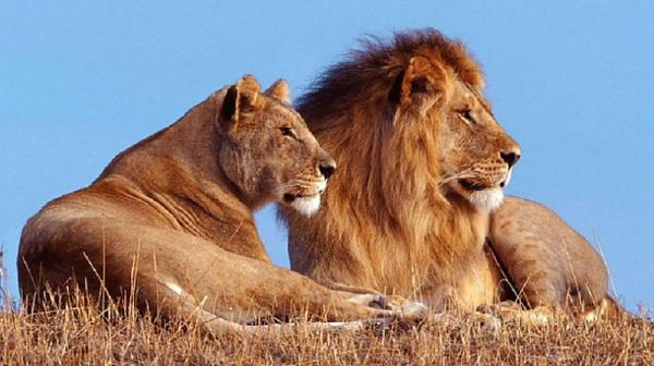 Над 14 лъва избягаха от национален парк в ЮАР​