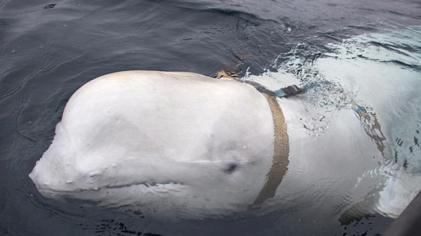 Заподозряха кит, че шпионира в полза на Русия