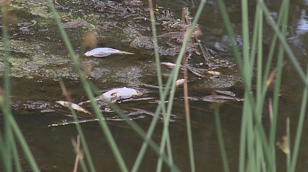Мъртва риба изплува в река Банска, Хасковско