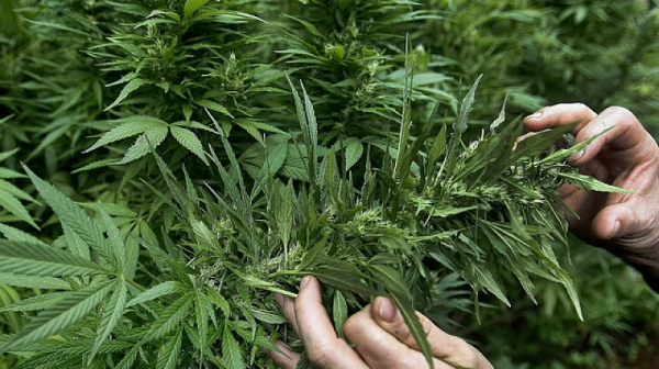 1,5 тона марихуана задържаха на ГКПП ”Калотина”