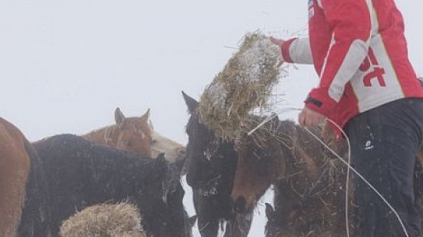 Само във Фрог: Заради измрелите коне БАБХ ще променя законите за отглеждането им