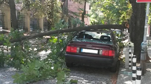 Два инцидента с паднали дървета в София само за час