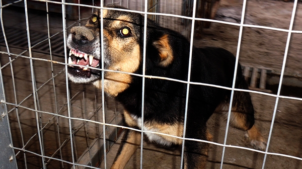 Съдбата на 5000 бездомни кучета от София в последните години е неясна