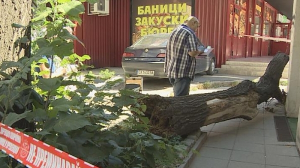 Изгнило дърво падна и рани жена в столицата