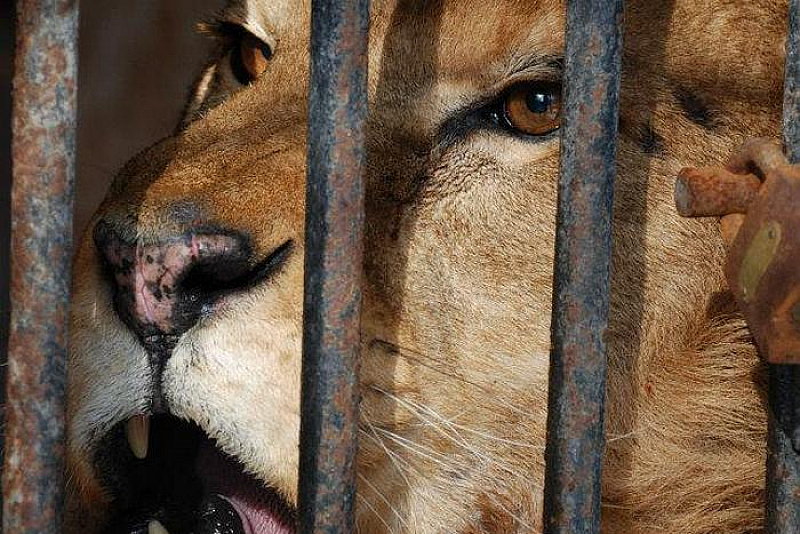 Българските зоопаркове не отговарят на европейските стандарти и това налага