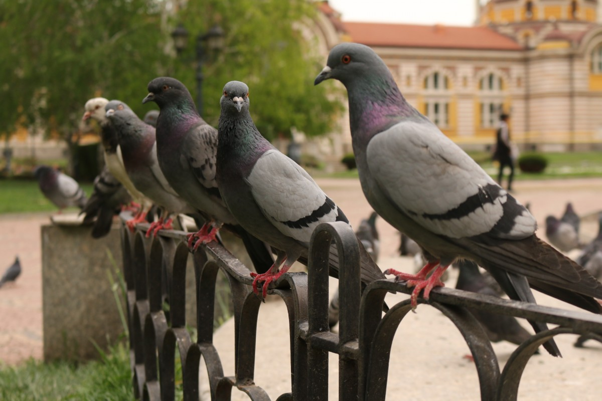 Разработката се представя като алтернатива на класическите дронове но същевременно