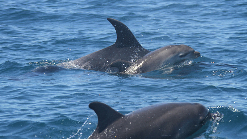 Телата на два делфина единият от които очаквал потомство са