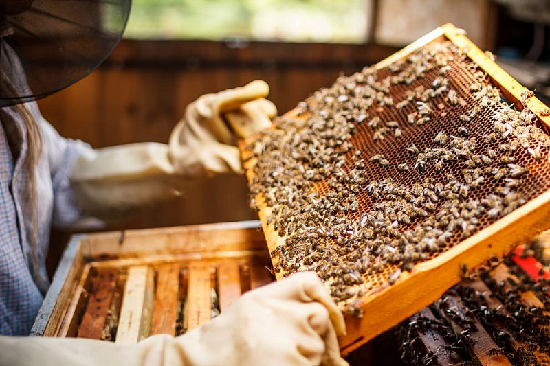 Хората познават пчелите като производители на мед и други полезни
