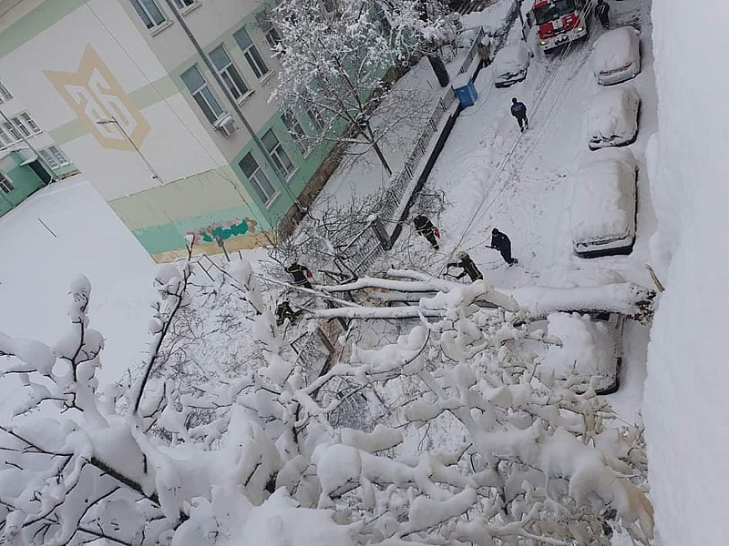 Дърво натежало от снега паднаха върху 30 годишна жена в Русе