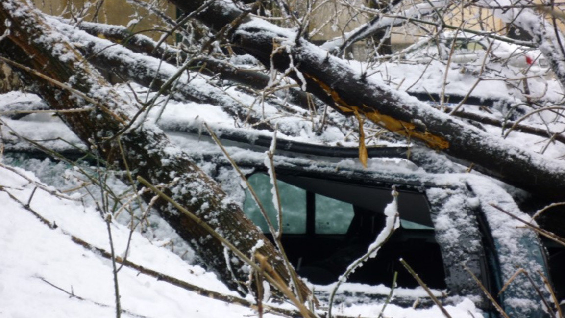Поводът е инцидентът от днес при който когато дърво падна