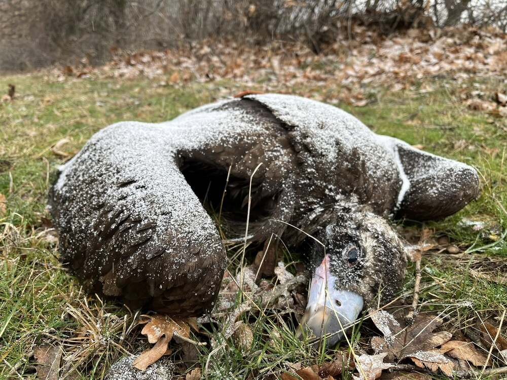 След първоначалните сигнали от предавателите на две птици на 10