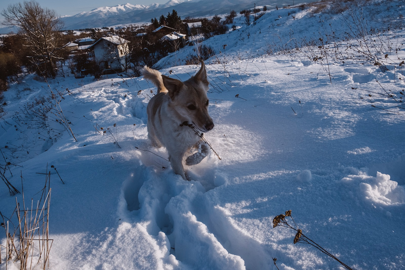 Максималните температури ще бъдат от 8° в Североизточна България до