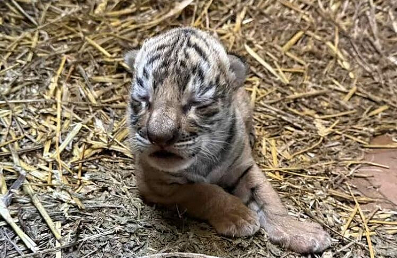 Родители на новороденото са тигрите Карина и Белчо които са