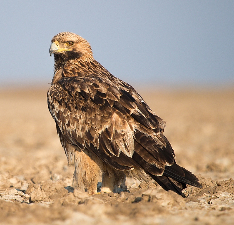 Убитият орел е мъжки и днес специалистите започват обследване в