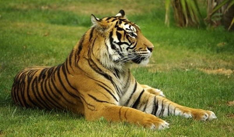 Тигър в Зоологическата градина на Бронкс в Ню Йорк даде