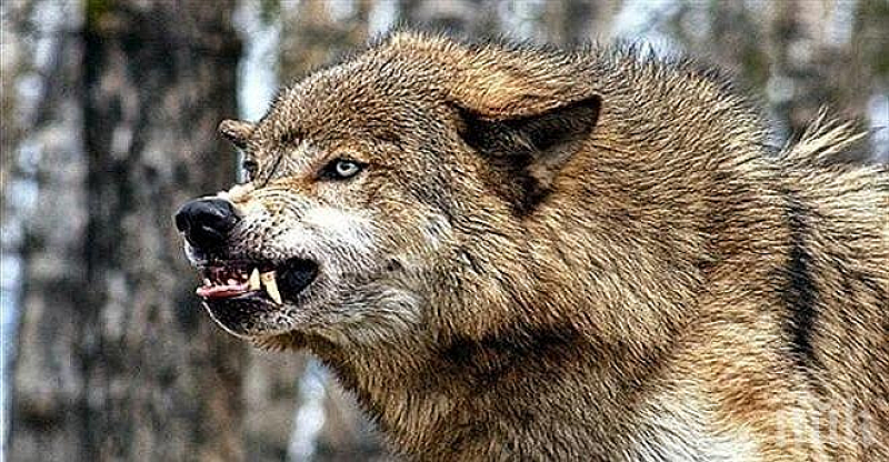 Увеличеният брой на вълците в планинската част на община Болярово