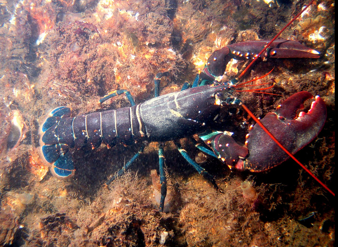 Министри подчертават че варенето на живи животни не е приемлив