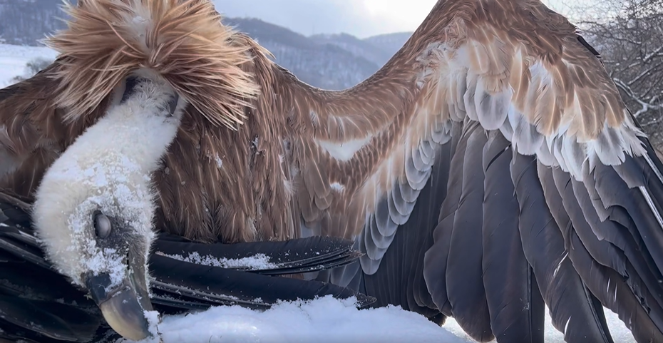 Мъртвите птици имат имена Игор Ресни Енева и Мусала Част