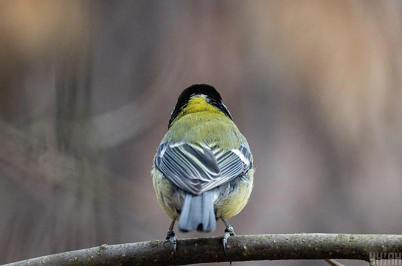 Над планините облачността ще бъде значителна с превалявания от дъжд