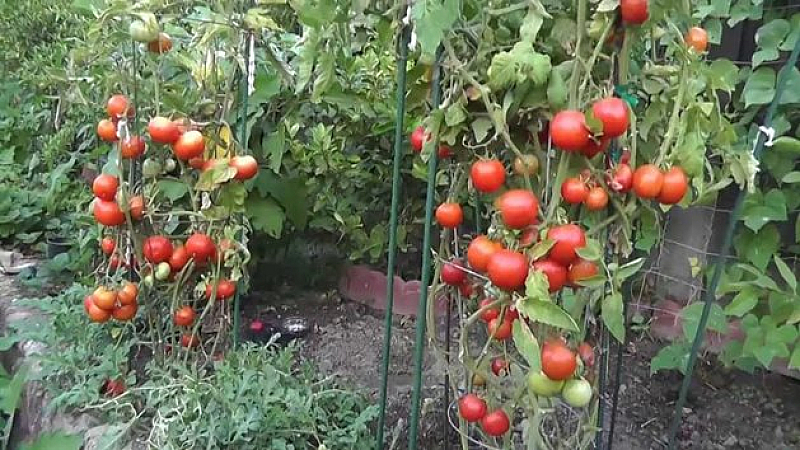 Лозари и винари протестираха през изминалата седмица срещу задължителното електронно