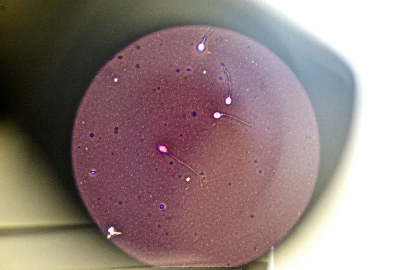 През последните 17 години в Европа са родени близо 200