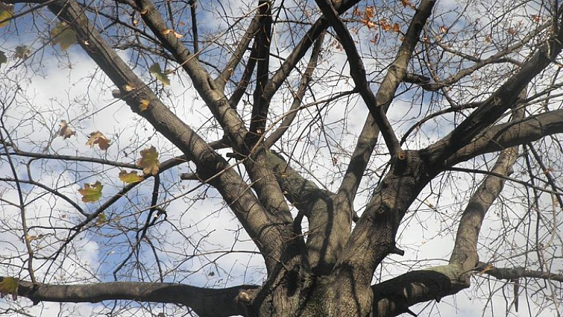   В по голямата част от страната ще се задържи предимно