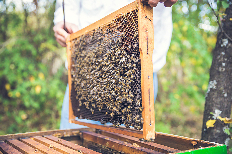 Последните повече от 10 години отглеждането на пчели става проблемно