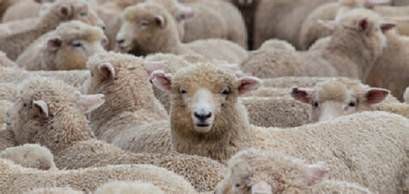 Кораб превозващ повече от 14 000 овце се преобърна в