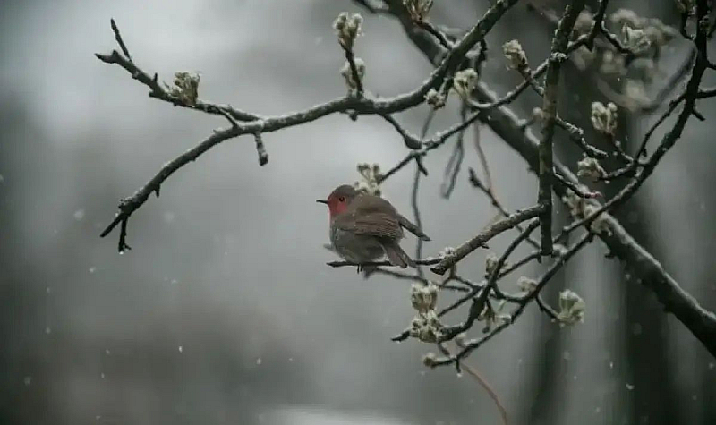 Максималните температури ще бъдат от около нулата в районите с