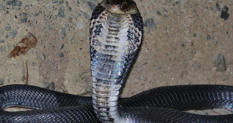 Змиите китайски крайт и китайска кобра може да са оригиналният