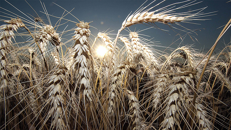  Това обяснява защо много български зърнопроизводители които отглеждат пшеница с