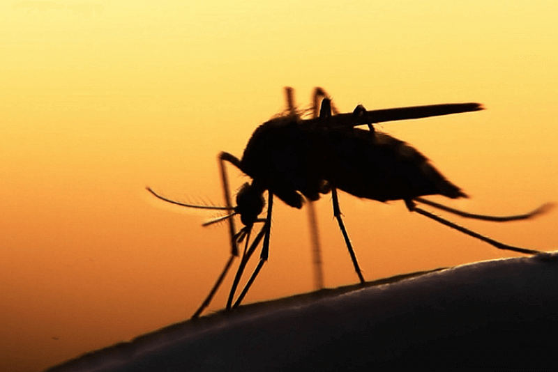 Поройните дъждове през юни създадоха благоприятни условия за комарите които